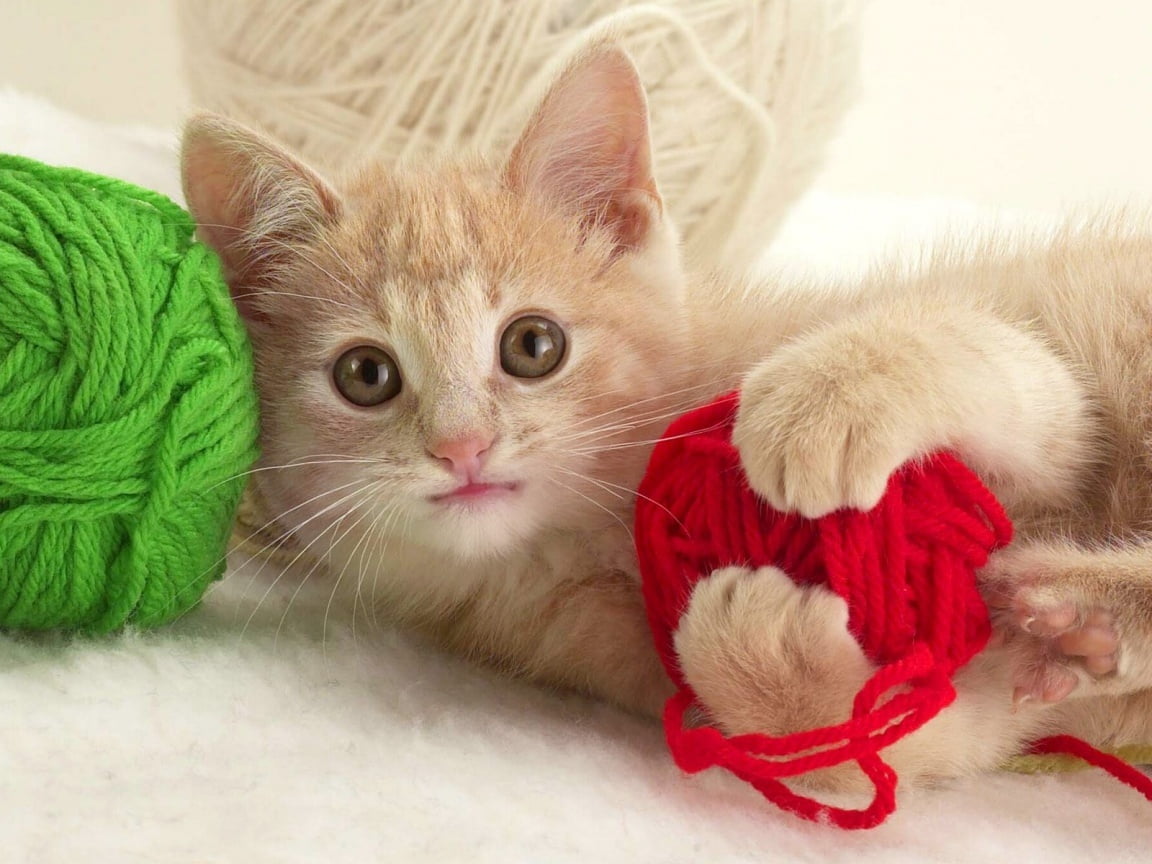 Hình Ảnh mèo con tinh nghịch bên những cuộn len