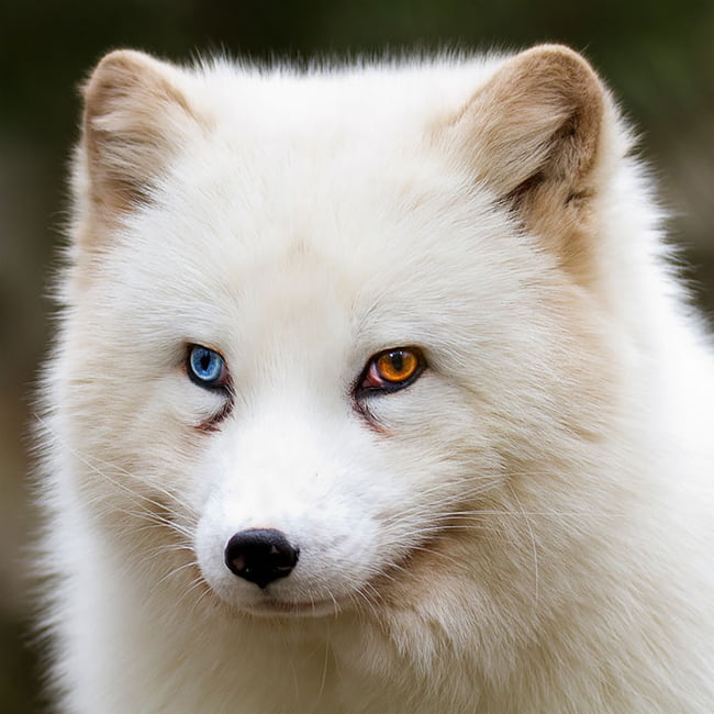 Những loài vật có đôi mắt hai màu khác lạ