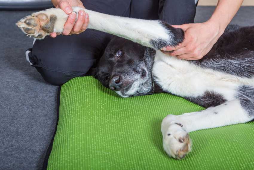 Chó bị viêm khớp: Nguyên nhân và cách điều trị
