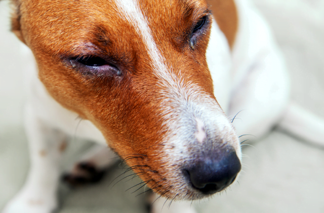 Chảy nước mắt liên tục là một trong những bệnh về mắt của chó