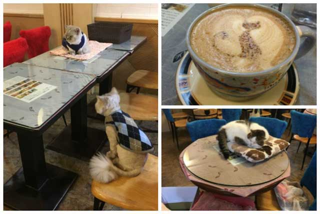 Quán cafe mèo tồn tại lâu đời