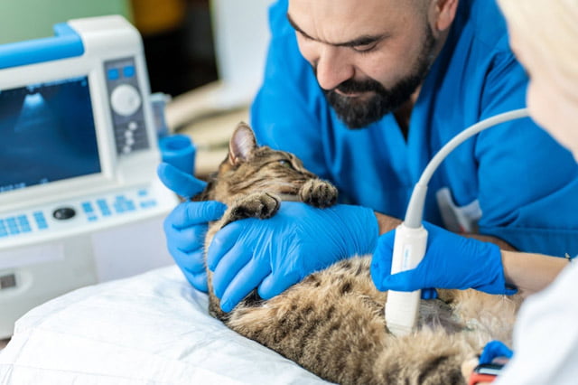 Đưa em mèo đi khám bác sĩ khi thấy những dấu hiệu bất thường