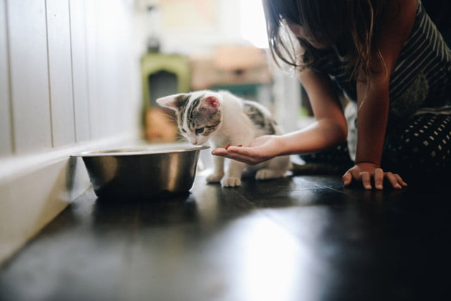 Điều chỉnh lại chế độ ăn khi mèo bị tiêu chảy