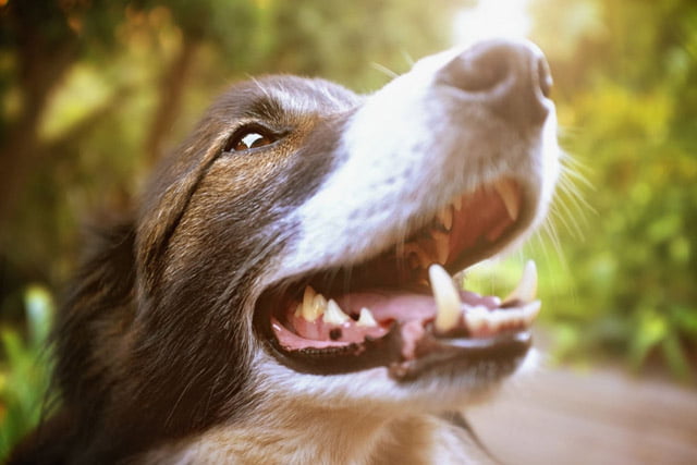 Ngoài 1 tuổi, răng các chú chó sẽ bị vàng ố, và bị sâu