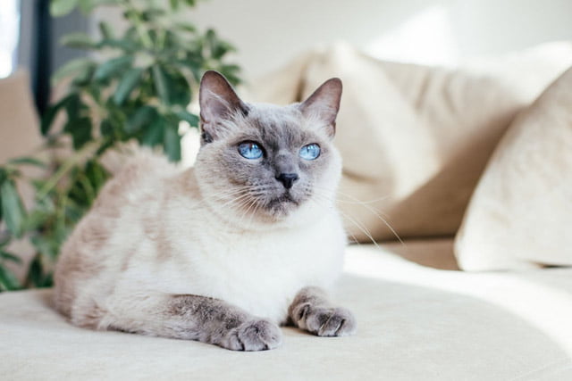 mèo có mắt màu xanh dương