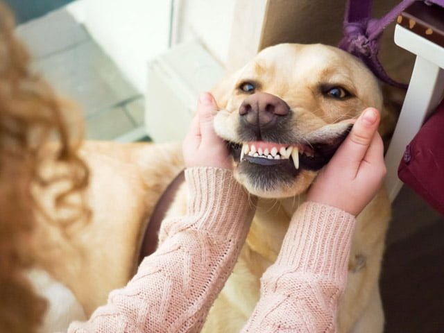 Răng miệng cũng là một trong những nguyên nhân khiến chó không ăn nữa