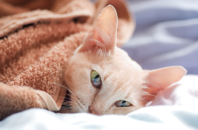 dấu hiệu nhận biết mèo bị đau mắt có thể là chảy nước mắt liên tục