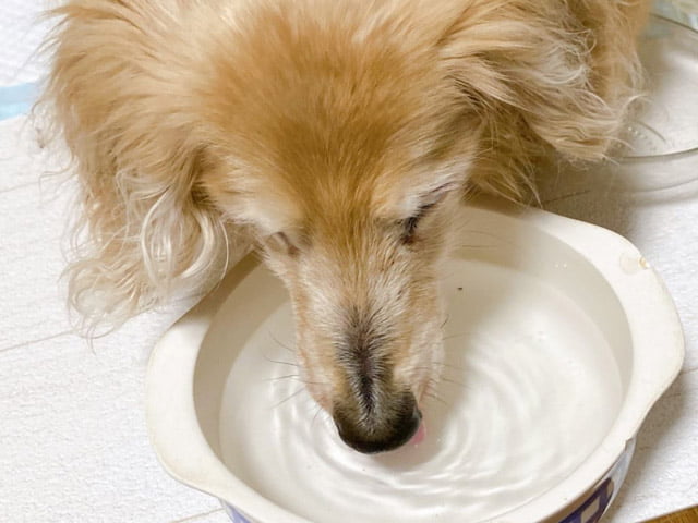 bổ sung nước thường xuyên cho chó mẹ