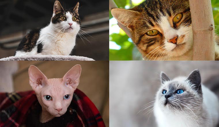 9 giống mèo phổ biến được yêu thích tại Việt Nam