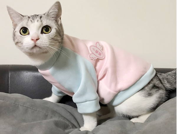 Cách may áo cho mèo