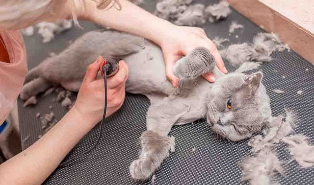 Cạo lông cho mèo