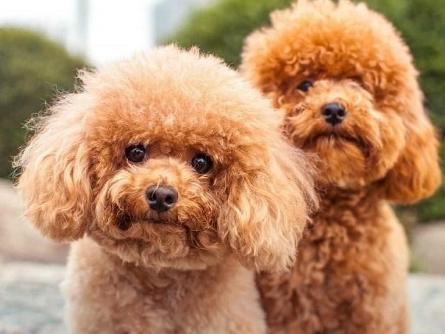 Chó Poodle – Chú cún lông xù với tính cách và ngoại hình siêu cute - Yêu  Thú Cưng