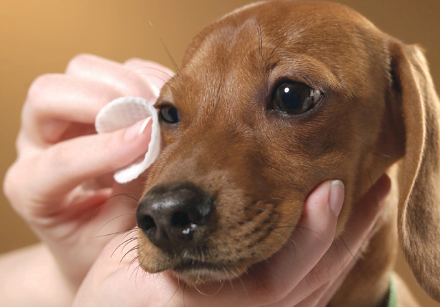 Chó bị đau mắt phải làm sao: Tìm hiểu nguyên nhân và cách xử lý kịp thời - Chăm Sóc Thú Cưng