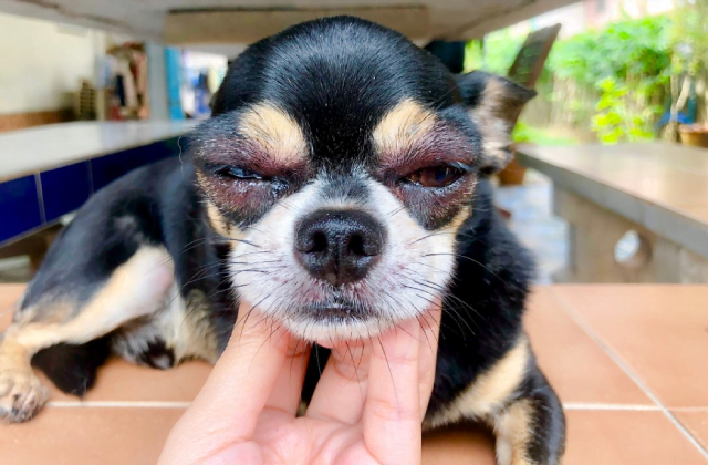 Tỷ lệ chó bị đau mắt khá cao