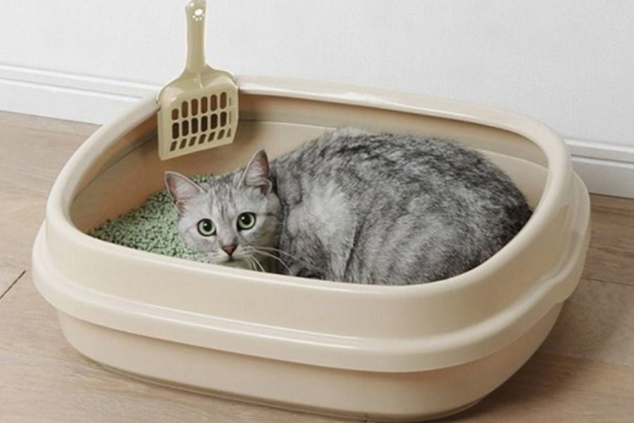 cách dạy mèo đi vệ sinh trong khay