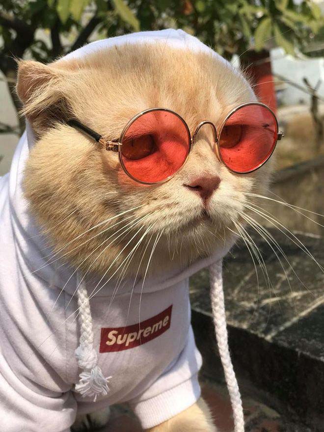 Ảnh mèo đeo kính ngầu 4