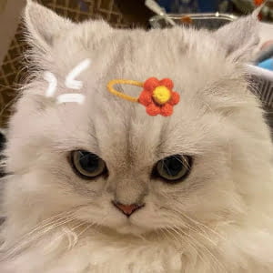 Top 99+ Avatar Cute Mèo Đẹp Nhất 2023 - Chăm Sóc Thú Cưng