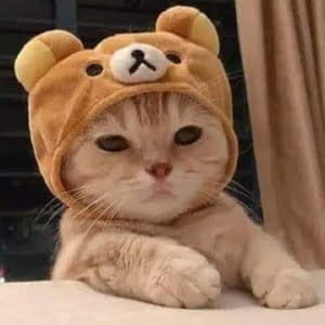 hình avatar mèo con dễ thương