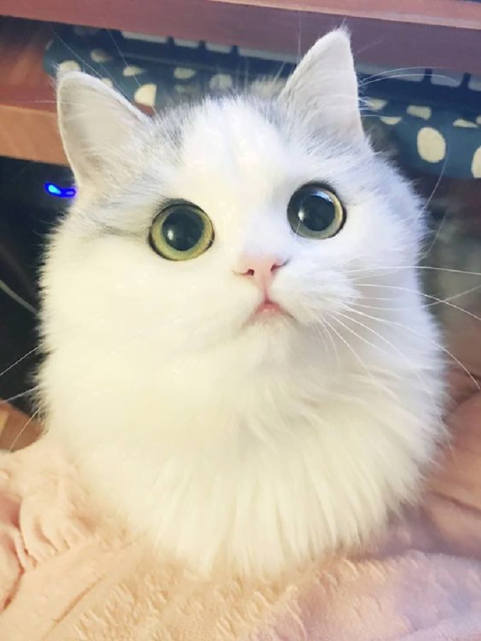 Top 99+ Avatar cute mèo đẹp nhất 2023 - Chăm Sóc Thú Cưng