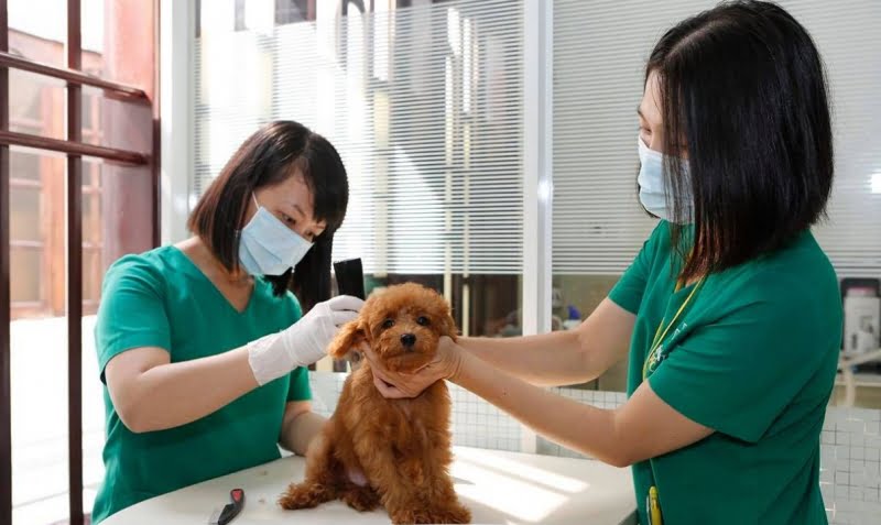 Top 10 Dịch vụ chăm sóc thú cưng uy tín nhất tại TPHCM - Toplist.vn
