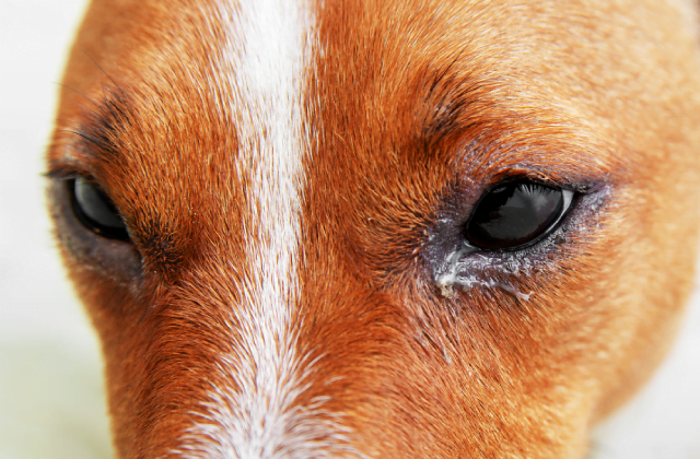 Chảy nhiều ghèn là một trong những dấu hiệu đầu tiên khi chó bị đau mắt