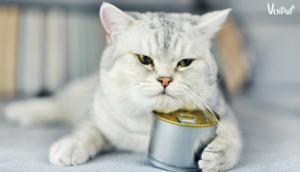 Cho mèo ăn gì để mập núng na núng nính mà vẫn khỏe mạnh