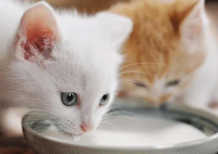 Rất Hay: Mèo Uống Sữa Gì Và Không Nên Uống Sữa Gì Để Có Hại