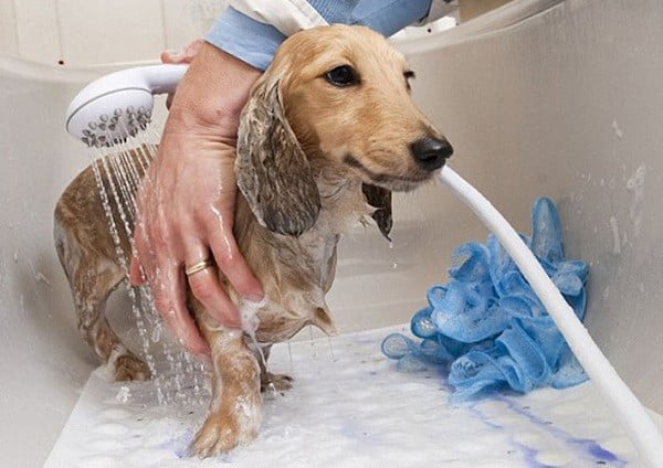 Cách tắm cho chó đơn giản tại nhà