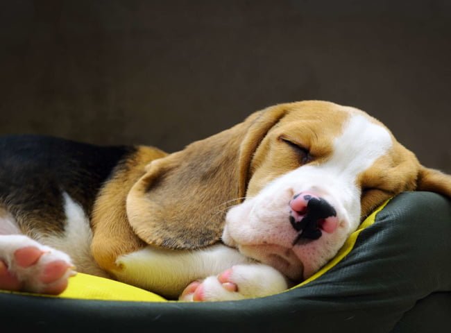 Chó Ngủ Nhiều Có Tốt Không? Giải Đáp Đến Từ Chuyên Gia - Chăm Sóc Thú Cưng