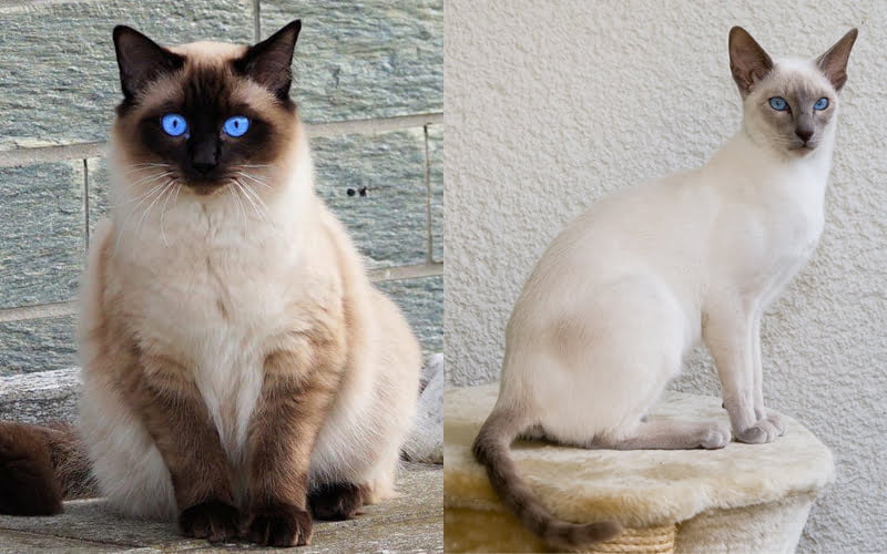 Cẩm nang mèo Xiêm: Nguồn gốc, đặc điểm, cách nuôi, giá bán