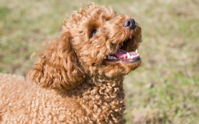 poodle cũng thay răng như bao con chó khác
