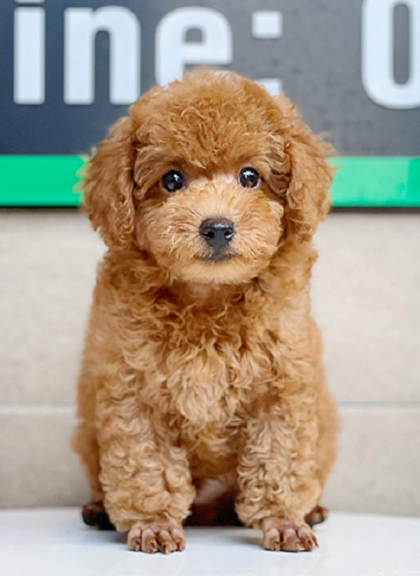 Top 10 cửa hàng bán chó poodle uy tín nhất ở TPHCM