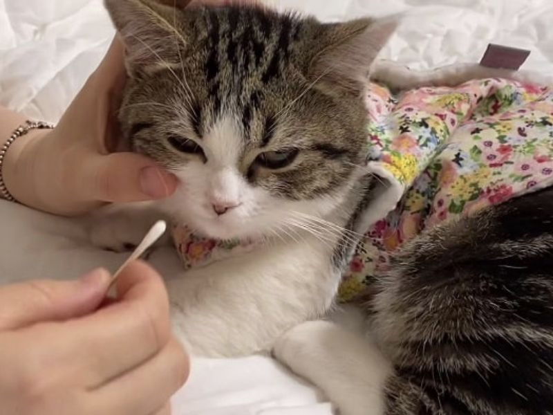 Mèo bị hắt hơi sổ mũi uống thuốc gì? Cách chăm sóc và điều trị - Shopee Blog