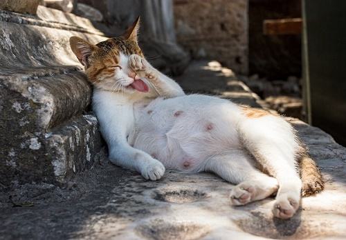 Mèo Mang Thai Bao Lâu Thì Đẻ? 10 Dấu Hiệu Mèo Mang Thai