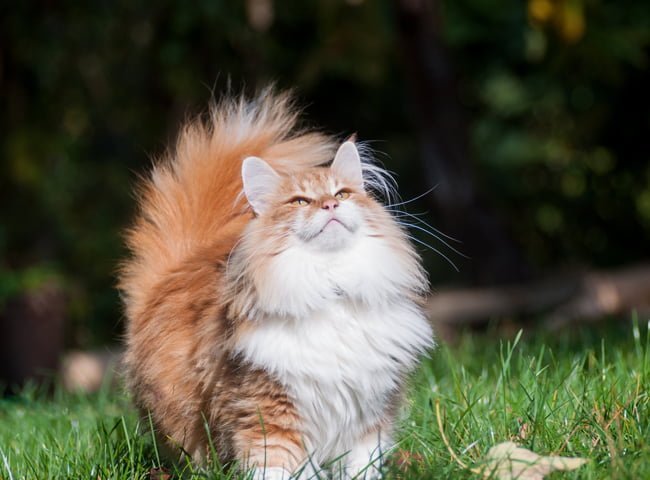 Mèo Rừng Na Uy - Tính Cách - Đặc Điểm Nổi Bật - Cách Chăm Sóc -  Thichthucung.com