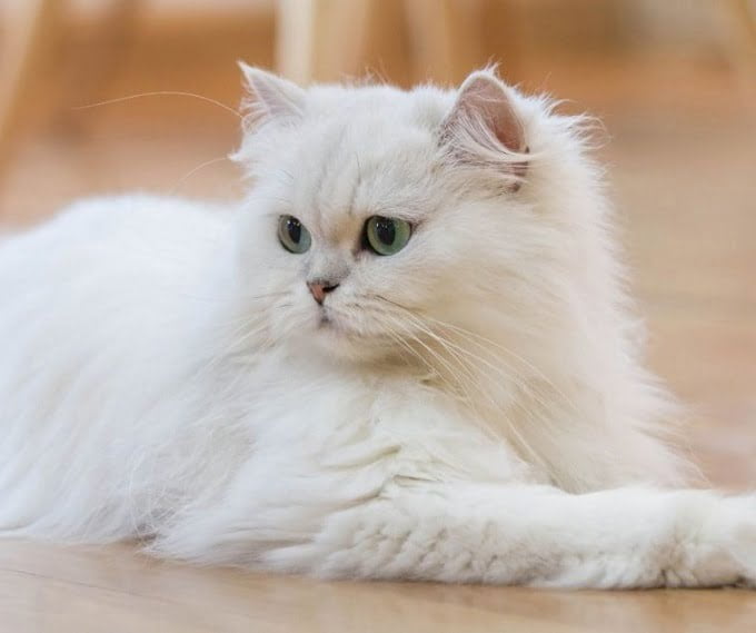 10 sự thật thú vị về mèo Ba Tư khiến bất kỳ ai cũng muốn nuôi
