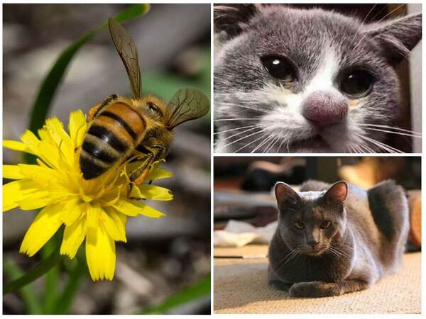 Khi mèo bị ong đốt/chích - nguồn ảnh: internet