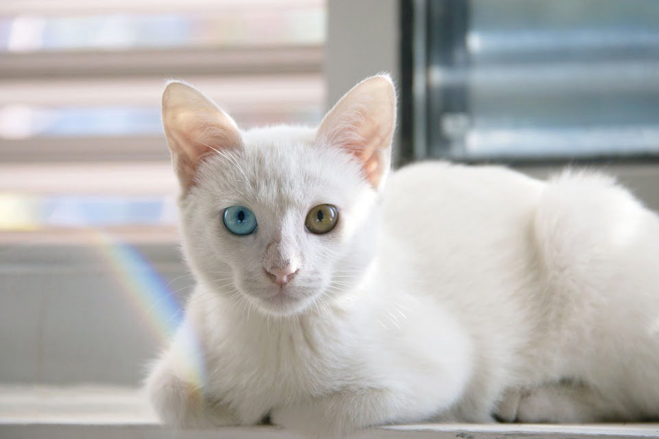 Tại sao mắt mèo có nhiều màu sắc?
