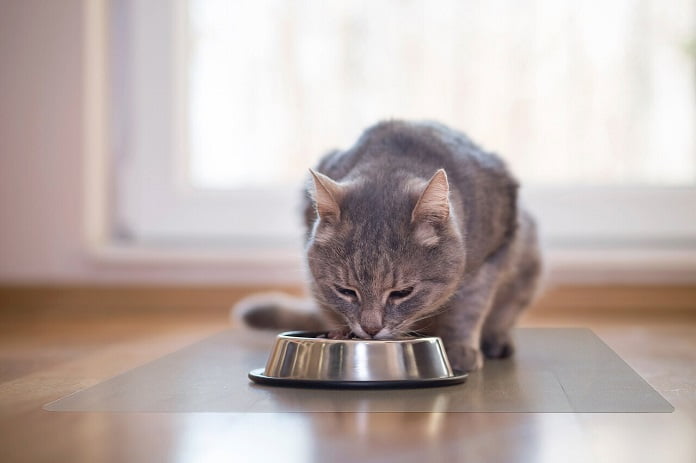 Mèo có ăn được sữa chua không? Ăn thế nào là đủ?