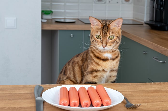 Những thực phẩm tốt cho mèo thay thế xúc xích của người