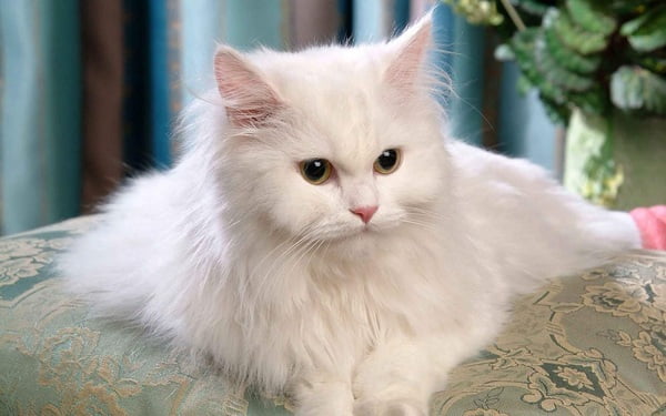 Mèo Anh lông dài lai Ba Tư là mèo gì? Đặc điểm và cách chăm sóc - Chăm Sóc Thú Cưng