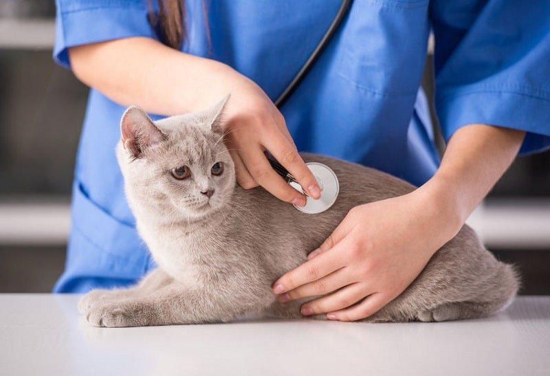 Bệnh Fpv ở mèo là bệnh gì? bênh giảm bạch cầu ở mèo - Chăm Sóc Thú Cưng