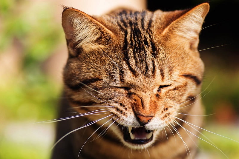 Mèo bị hắt hơi sổ mũi uống thuốc gì? Cần lưu ý những gì?
