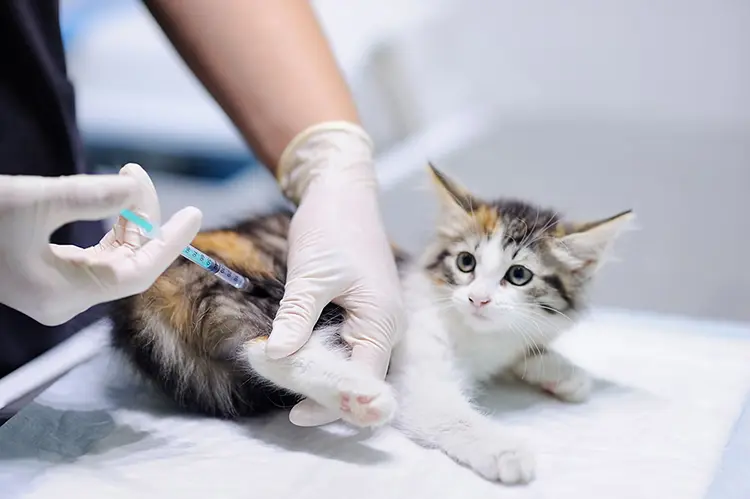 Cách điều trị cho mèo bị bệnh viêm ruột truyền nhiễm