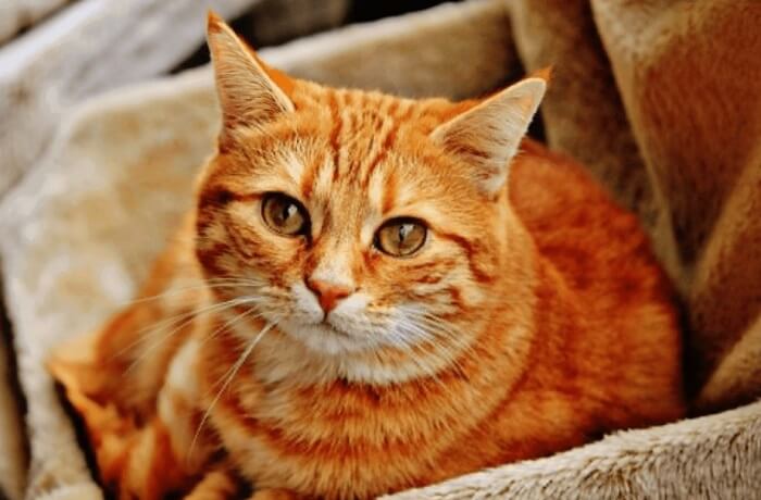 Bệnh vàng da ở mèo-Nguyên nhân, Triệu chứng và Điều trị - Thú cảnh
