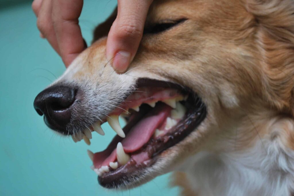 Chó thay răng: Dấu hiệu, cách chăm sóc và những điều cần lưu ý – Petacy