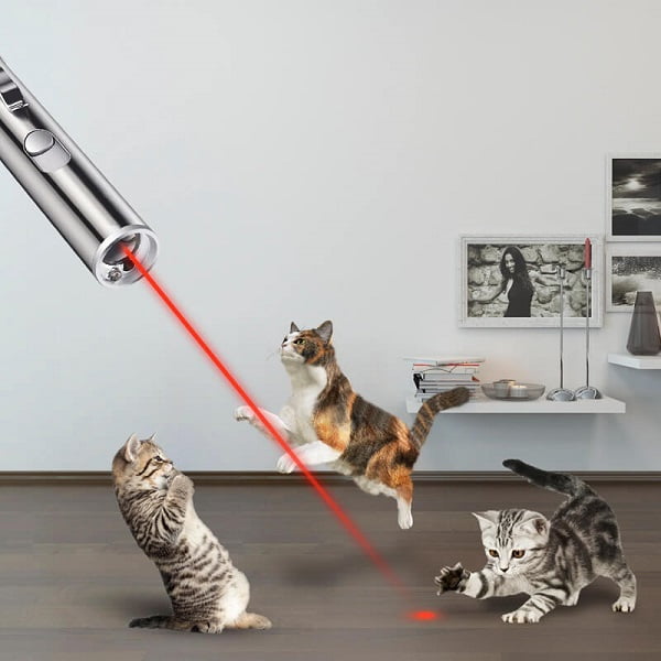 Tại sao mèo có thói quen đuổi theo tia laser?