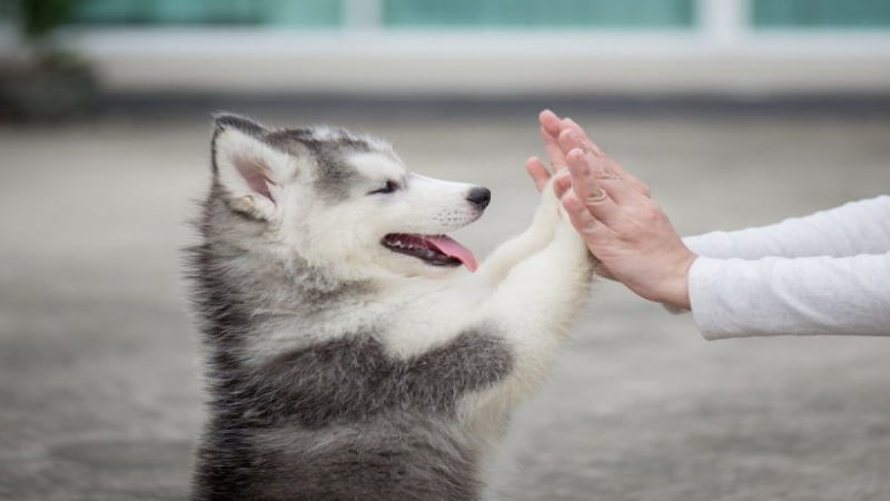 Cách huấn luyện chó con bắt tay