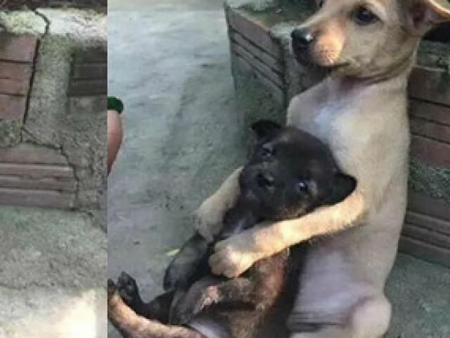 Hình ảnh hai chú chó ôm lấy nhau mừng rỡ hạnh phúc trong ngày lặp lại gây bão mạng