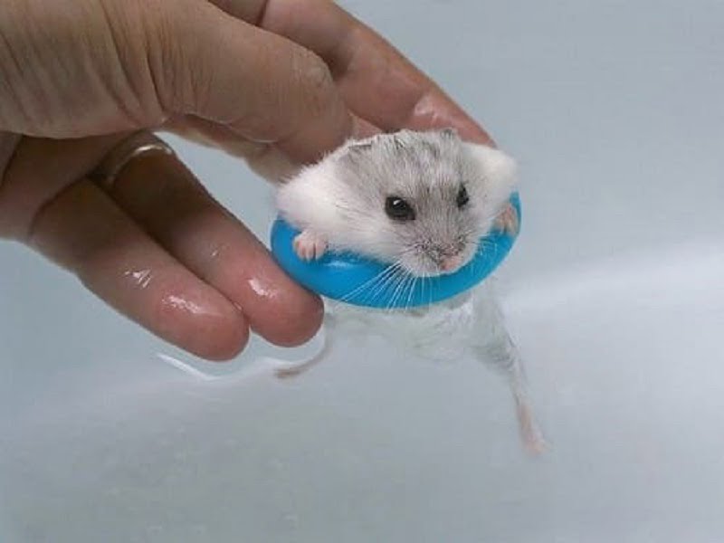 cách tắm cho chuột hamster